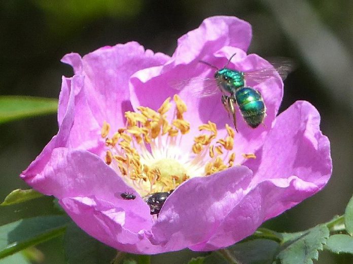 A Halictid Sweat Bee on Prickly Wild Rose, one of the pollinators that the City of Kawarthas Lakes will strive to protect as Canada's latest Bee City. (Photo: City of Kawartha Lakes)