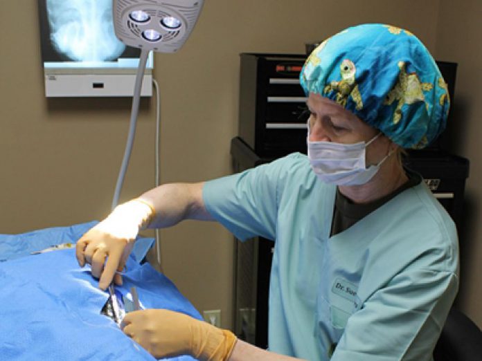 Dr. Sue Carstairs of the Ontario Turtle Conservation Centre performing surgery on a snapping turtle. She spends most of her days operating on dozens of turtle shells that have been crushed by cars. (Photo: Ontario Turtle Conservation Centre)