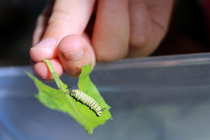 A monarch caterpillar is shown munching on a milkweed leaf at GreenUp Ecology Park. The caterpillar will grow 2,000 times its original size while undergoing five size intervals (instars), growing and molting at each stage. (Photo: Karen Halley)