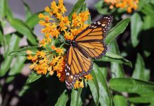 A female monarch drinks nectar from a butterfly milkweed plant in the gardens at the GreenUP Store in downtown Peterborough. She was also observed laying two eggs on the underside of the milkweed leaves; milkweed is the host plant for the monarch butterfly. (Photo: Karen Halley)