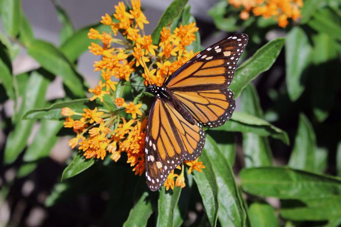 A female monarch drinks nectar from a butterfly milkweed plant in the gardens at the GreenUP Store in downtown Peterborough. She was also observed laying two eggs on the underside of the milkweed leaves; milkweed is the host plant for the monarch butterfly. (Photo: Karen Halley)