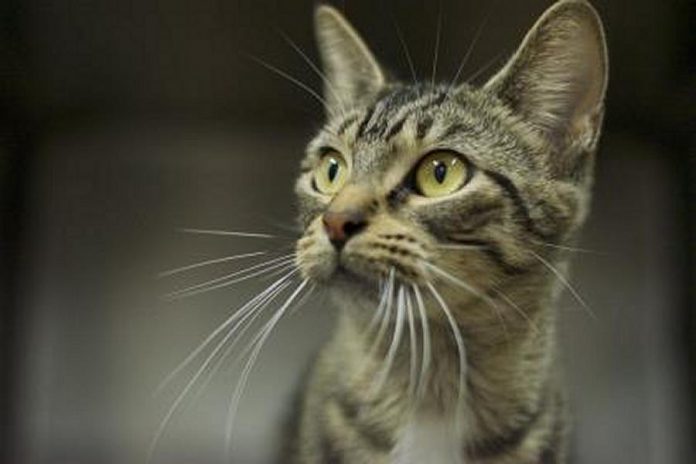 Cats like Beth, a shorthair female tabby, are avaialable for adoption from the Peterborough Humane Society during its iAdopt campaign. All cats adopted during the campaign come with six weeks of pre-paid pet health insurance. (Photo: Peterborough Humane Society)