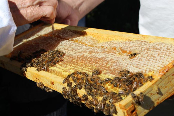 Honey is scraped from a frame that was removed from the GreenUP Ecology Park hive. Nectar is converted to honey when the bee regurgitates the liquid and stores it in honeycombs inside the beehive. (Photo: Karen Halley)