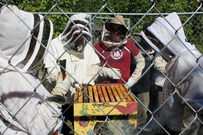 Participants of an Open Hive! event at GreenUP Ecology Park have the opportunity to put on protective beekeeping veils, hoods, and gloves, and enter the hive enclosure to experience beekeeping alongside GreenUP Community Beekeeping Program members. (Photo: GreenUP)