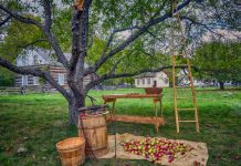 Celebrate apples and the harvest season at Applefest at Lang Pioneer Village in Keene on Sunday, September 10, one of the stops on Otonabee-South Monaghan Township's Farms, Fields and Food Tour. (Photo: Lang Pioneer Village)