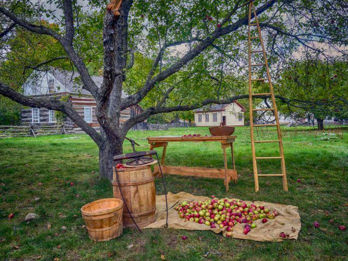 Celebrate apples and the harvest season at Applefest at Lang Pioneer Village in Keene on Sunday, September 10, one of the stops on Otonabee-South Monaghan Township's Farms, Fields and Food Tour. (Photo: Lang Pioneer Village)