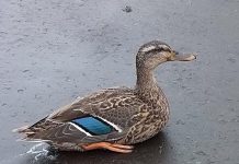 One of two Mallard ducks that survived after a group of 14 ducks became suddenly ill in Peterborough on Sepetember 3, 2017 and died. The Ministry of Natural Resources and Forestry has now confirmed it is leading the investigation into the incident rather than the federal government. (Photo: Judy Raymond)