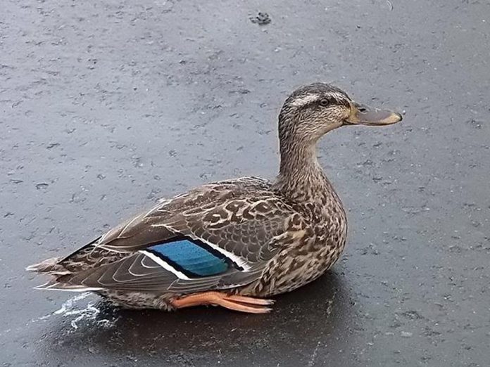 One of two Mallard ducks that survived after a group of 14 ducks became suddenly ill in Peterborough on Sepetember 3, 2017 and died. The Ministry of Natural Resources and Forestry has now confirmed it is leading the investigation into the incident rather than the federal government. (Photo: Judy Raymond)