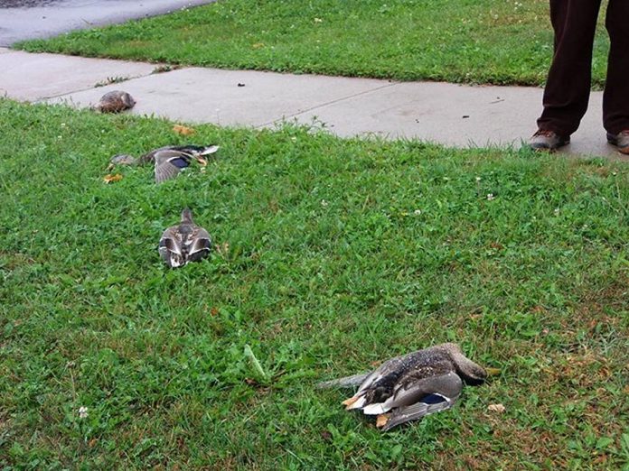 Some of the Mallard ducks that died suddently on September 3, 2017 in Peterborough. (Photo: Barb Evett)