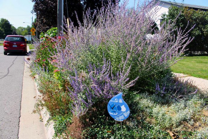 This boulevard garden has been recognized in the GreenUP Water Wise Landscaping Recognition Program. Planting a boulevard garden is a beautiful way to transform a space that can otherwise be an uninspiring piece of your property. Planting gardens instead of grass can mean less watering, more rain absorption, less flooding, more pollinators, and enhanced beauty in your front yard. (Photo courtesy of GreenUP)