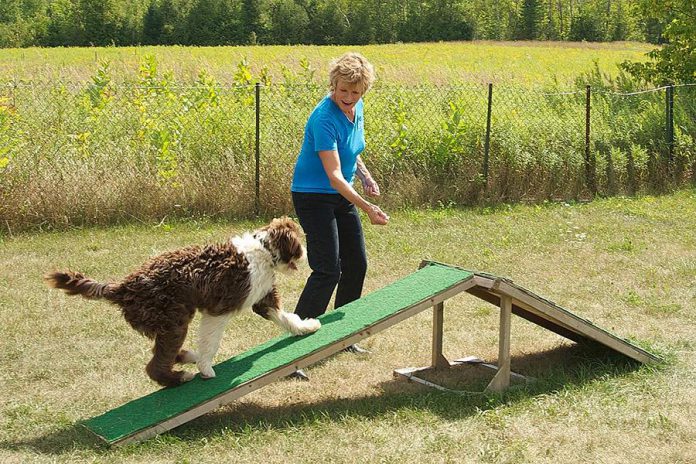 At her large rural property in Bethany, Karen Laws offers training workshops as well as a unique "boarding school" for dogs, where Karen guarantees she will train your dog in as little as two weeks.