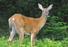 Two cases of Epizootic Hemorrhagic Disease, an infectious and often fatal virus in white-tailed deer, have been confirmed in Ontario for the first time.