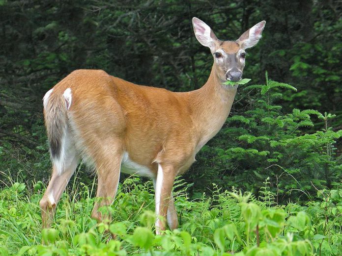 Two cases of Epizootic Hemorrhagic Disease, an infectious and often fatal virus in white-tailed deer, have been confirmed in Ontario for the first time.