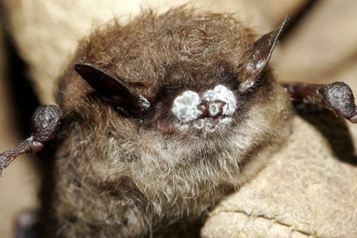 Bats in eastern Ontario, especially the little brown bat, have been decimated by white-nose syndrome. The largely fatal disease is caused by a fungus that grows over the bats' faces, affecting bats when they are most vulnerable, hibernating in caves and old mines through the winter. (Ryan von Linden / New York Department of Environmental Conservation) 