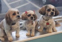 Three clients of Elite Paws Grooming, a full-service professional pet grooming salon specializing in dogs requiring special attention that recently opened at 382 McDonnel St in Peterborough. (Photo: Elite Paws Grooming / Facebook)