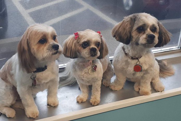 Three clients of Elite Paws Grooming, a full-service professional pet grooming salon specializing in dogs requiring special attention that recently opened at 382 McDonnel St in Peterborough. (Photo: Elite Paws Grooming / Facebook)