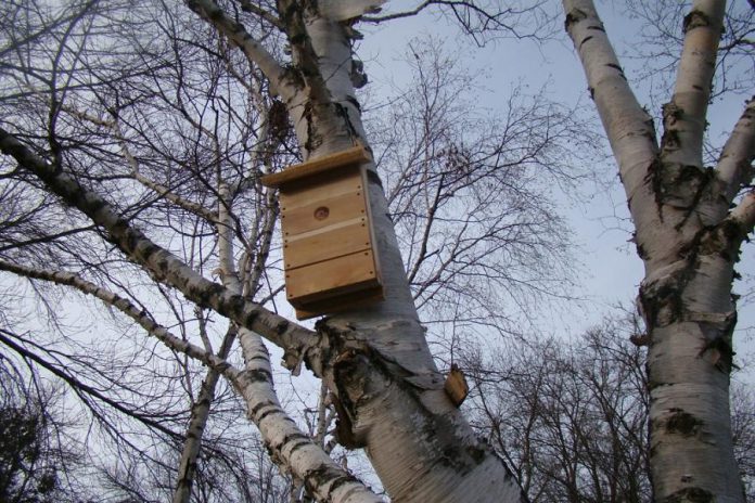 Bats are in trouble with four of the eight species that live in Ontario listed as species at risk. Installing a bat house allows bats to have a safe, sheltered place to roost during the day and to raise their young. (Photo: GreenUP)