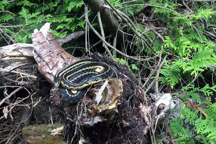 Many people have a fear of snakes but you likely won't see a real snake this Halloween; snakes that live in the Peterborough-area, like garter snakes, have already entered their hibernacula for the winter. (Photo: GreenUP)