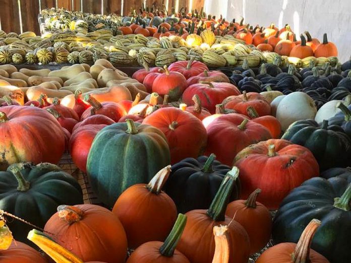 Chick-a-biddy Acres harvested "easily a tonne" of squash this fall, according to owner Sherry Patterson. (Photo: Chick-a-biddy Acres)