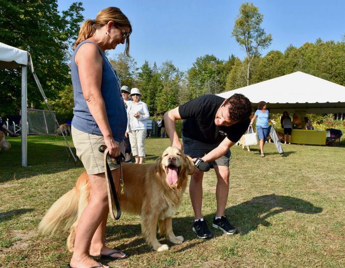 While at the Golden Rescue Picnic, Rick Mercer chatted with owners of Goldens, including this one whose name is "Mercer".  (Photo: Rick Mercer Report / Facebook)