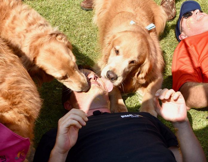 Rick Mercer participating in the annual picnic's popular "Luscious Peanut Butter Lick" event, in which Golden owners cover their faces, arms, and legs in peanut butter and then unleash their dogs upon them. The event was renamed the "Rick Lick" this year in his honour.  (Photo: Rick Mercer Report / Facebook)
