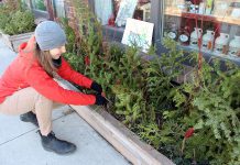 The GreenUP Store features many resources, ideas, and products to help you have a green and waste-free holiday. Here, GreenUP Store Coordinator Kristen LaRocque decorates the storefront at 378 Aylmer Street with natural cedar, balsam fir, sumac, and dogwood boughs: decorations that will beautify the space for the entire winter and are completely compostable at the end of the season. (Photo: GreenUP)