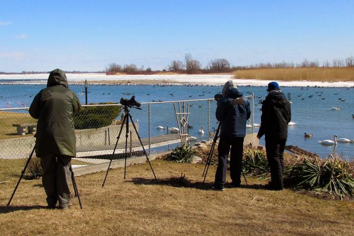 Members of the Peterborough Field Naturalists enjoy a chilly but rewarding day watching and counting waterfowl. Many species of birds can be seen throughout the winter season, including during the Christmas Bird Count that is happening in Peterborough on December 16th. All experience levels of birdwatchers are welcome to join in Peterborough County's largest and longest running citizen science project. (Photo courtesy of Peterborough Green UP)