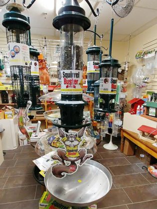 The Squirrel Buster Plus (pictured here) is The Avant-Garden Shop's top-selling squirrel-proof bird feeder. The store began as a retailer of high-end outdoor garden decor and quickly grew to include backyard bird supplies for outdoor enthusiasts. (Photo: Paula Kehoe)