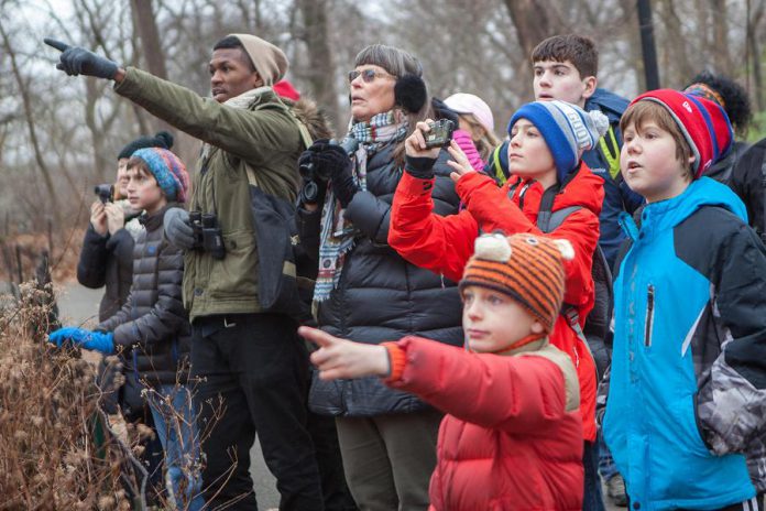 From December 14 through January 5 each year, tens of thousands of volunteers throughout the Americas take part in the Christmas Bird Count. Wildlife organizations use data collected in this long-running census to assess the health of bird populations and to help guide conservation action. In the Kawarthas, there are counts taking place in Peterborough, Kawartha Lakes, Northumberland, and Hastings. (Photo: Camilla Cerea / Audubon)