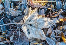 Frost leaf on the ground