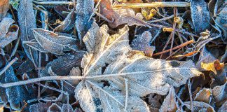 Frost leaf on the ground