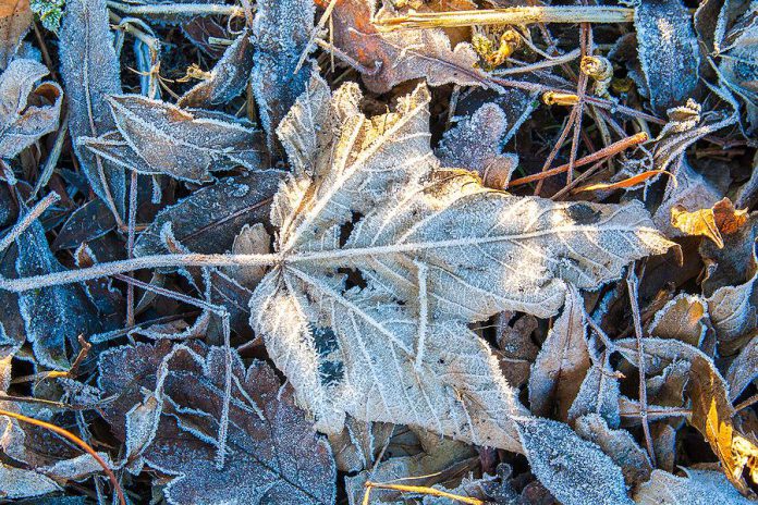 Frost leaf on the ground