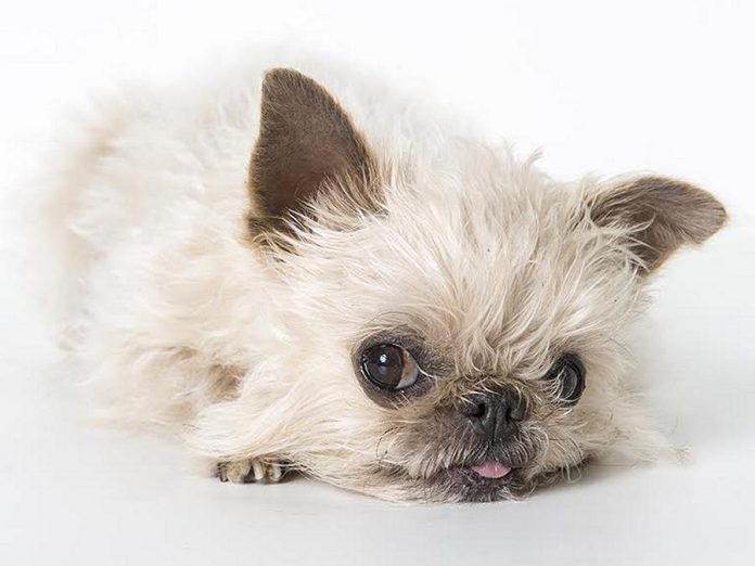 Owen the Griff, the adorably cute Brussels Griffon owned by Lisa Besseling and Marlon Hazlewood of Lakefield, now has more than 36,400 followers on Instagram. His human parents are taking him to New York City in November for PetCon, the first-ever conference for the world's most influential pets on social media. Owen's social calendar is quickly filling up for the weekend, with so many of his fans wanting to meet him. (Photo: Marlon Hazlewood)