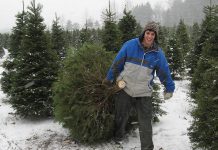 There are several tree farms in the Kawarthas area where you can harvest your own Christmas tree or get a fresh pre-cut one. Grafton Christmas Trees, east of Cobourg, offers cut-your-own Balsam Fir and White Spruce. (Photo: Grafton Christmas Trees)