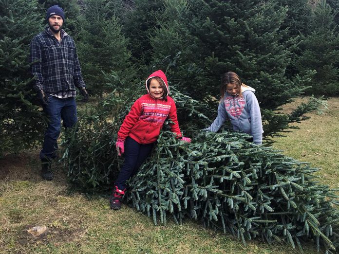 Little Lake Christmas Trees in Cramahe offers cut-your-own Fraser Fir and Balsam Fir. (Photo: Little Lake Christmas Trees / Instagram)