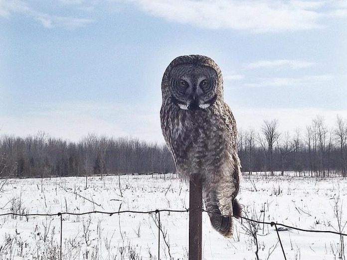  Hayley Rodman captured this photo of a Great Grey Owl in Lindsay. (Photo: Hayley Rodman)