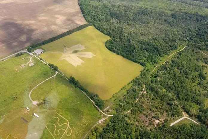 Detail of the photo of a maple leaf in a field captured by an Orgne air ambulance flight crew on June 28. (Photo: Ornge / Twitter)