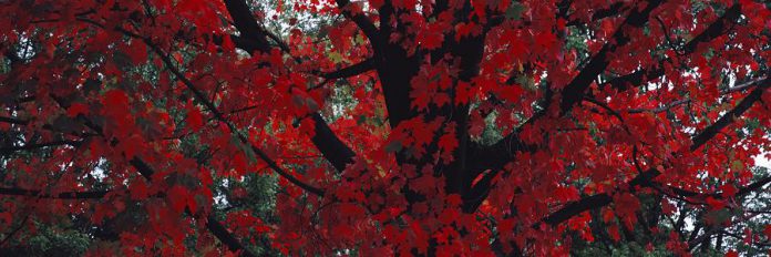 "Red Maple Leaves" (chromira print, 2008) by Dr. Roberta Bondar from her 'Light in the Land - The Nature of Canada' series. (Photo courtesy of  The Art Gallery of Peterborough)
