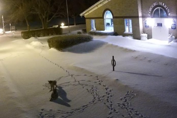 A red fox circles a snowy owl in this screenshot from a video captured by security cameras at the marina in Cobourg. (Photo: Town of Cobourg)