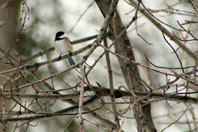 A White-breasted Nuthatch perches on a feeder at GreenUP Ecology Park. The Peterborough Field Naturalists stock the feeders at Ecology Park all winter long to help birds find a consistent source of food during the cold season, and to provide visitors with an opportunity to watch and enjoy local wildlife. (Photo: Karen Halley)