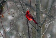 A male Northern Cardinal perches on a tree branch at GreenUP Ecology Park. Cardinals are a common and beautiful sighting at feeders over the winter. Many bird species remain in cold, northern areas for the season. You can help ease the hardships of birds that stick around by providing food to supplement their diet. (Photo: Karen Halley)