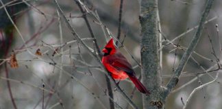 A male Northern Cardinal perches on a tree branch at GreenUP Ecology Park. Cardinals are a common and beautiful sighting at feeders over the winter. Many bird species remain in cold, northern areas for the season. You can help ease the hardships of birds that stick around by providing food to supplement their diet. (Photo: Karen Halley)