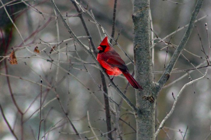 A male Northern Cardinal perches on a tree branch at GreenUP Ecology Park. Cardinals are a common and beautiful sighting at feeders over the winter. Many bird species remain in cold, northern areas for the season. You can help ease the hardships of birds that stick around by providing food to supplement their diet. (Photo: Karen Halley)