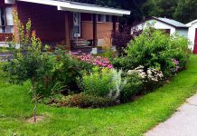 The Sustainable Urban Neighbourhoods (SUN) program connects GreenUP staff with residents in two Peterborough neighbourhoods to install greening projects, such as this pollinator garden, that has been planted in the East City Curtis Creek neighbourhood. SUN program greening projects improve neighbourhood aesthetics, increase greenspace and canopy shade, and enhance resident well being. (Photo: GreenUP)