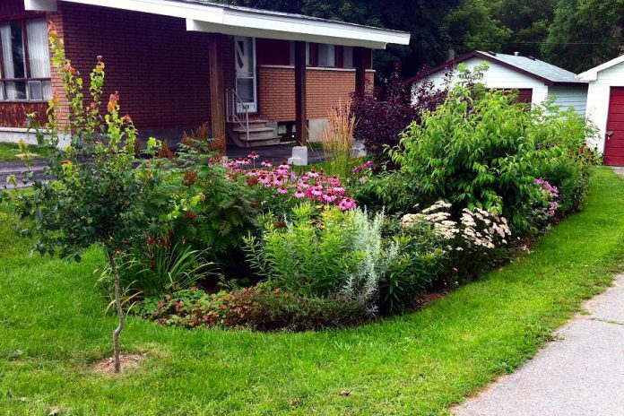 The Sustainable Urban Neighbourhoods (SUN) program connects GreenUP staff with residents in two Peterborough neighbourhoods to install greening projects, such as this pollinator garden, that has been planted in the East City Curtis Creek neighbourhood. SUN program greening projects improve neighbourhood aesthetics, increase greenspace and canopy shade, and enhance resident well being. (Photo: GreenUP)