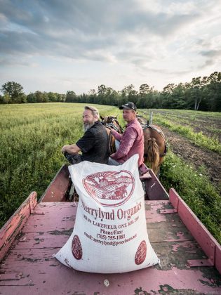 Among other options, Black's Distillery will make vodka using local Red Fife Wheat. (Photo: Robert Metcalfe)