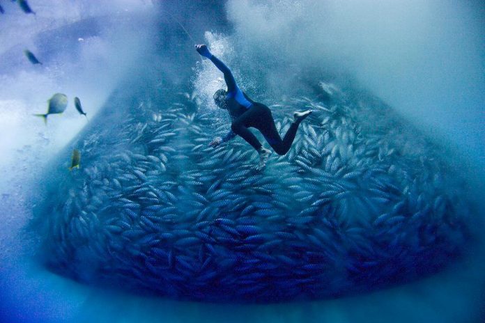 The documentary "Blue" is one of many environmental films beings screened at ReFrame Film Festival this weekend. The film is a poignant view of the environmental dangers to marine life with an exploration of the how industrial-scale fishing, habitat destruction, species loss, and pollution have placed the ocean in peril over the last century. (Photo: Alex Hofford / Greenpeace)