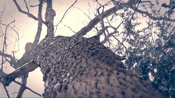 The short film "The Oldest Tree in the World" is a tribute to the oldest sugar maple in the region in Mark S. Burnham Provincial Park in Peterborough. (Photo: Cara Mumford)