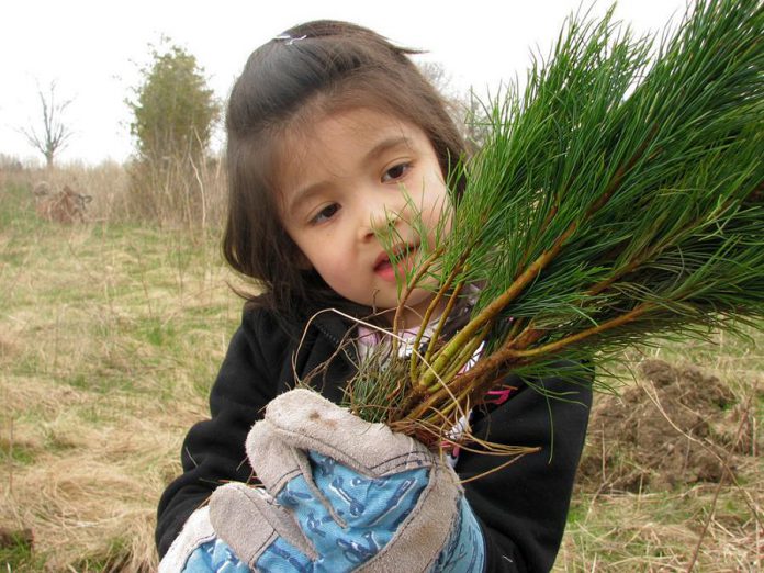 The deadline for ordering tree and shrub seedlings from Otonabee Conservation is Friday, March 23, 2018. Seedlings will be available for pick-up in late April. (Photo courtesy of Otonabee Conservation)