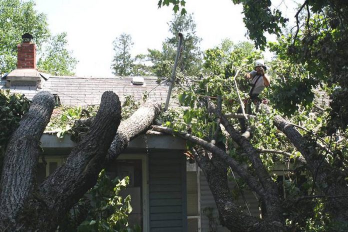 Logan Tree Experts removing trees that have fallen on a cottage in Coboconk.  (Photo: Logan Tree Experts)